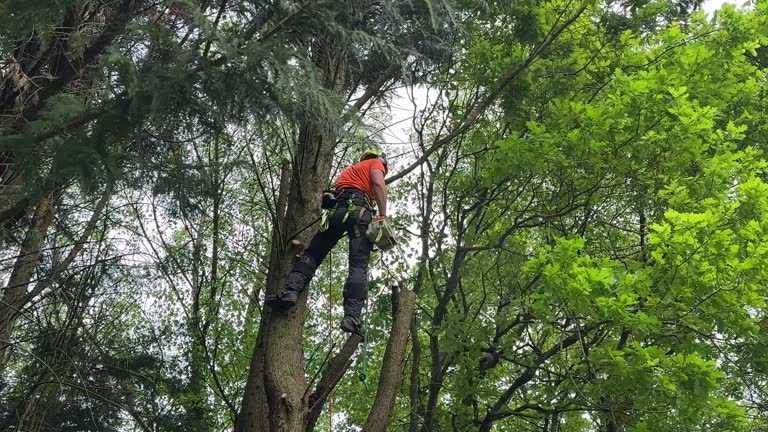 Leaf Removal in Elburn, IL